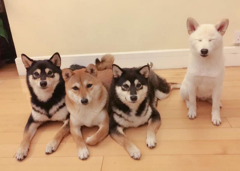 4 bé cún shiba